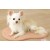 Self-Heating Small Mat for Dogs and Cats, Peach